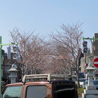 八幡宮前から若宮大路は満開🌸