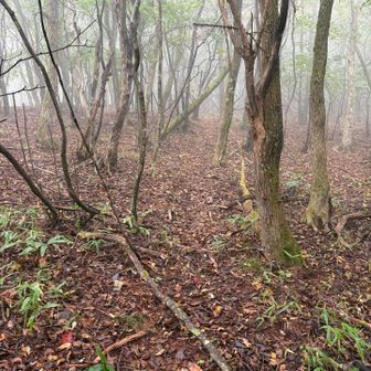分岐から駒髪山へ。トレースとピンクテープを辿っていきます