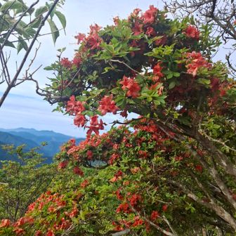 天女ヶ岩周辺にレンゲツツジ？が咲いてました