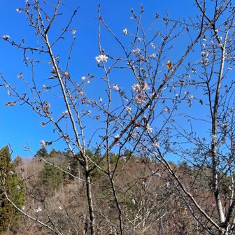 まだ残ってた！🌸