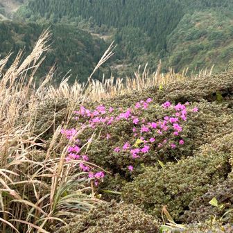 まさかのミヤマキリシマ🌸ススキ🌾とのコラボ