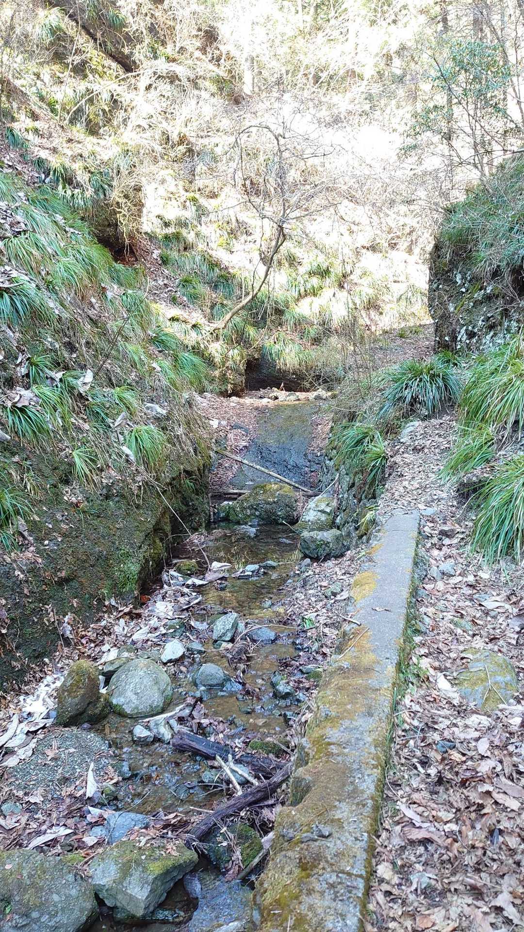 沢沿いを探すと🧐