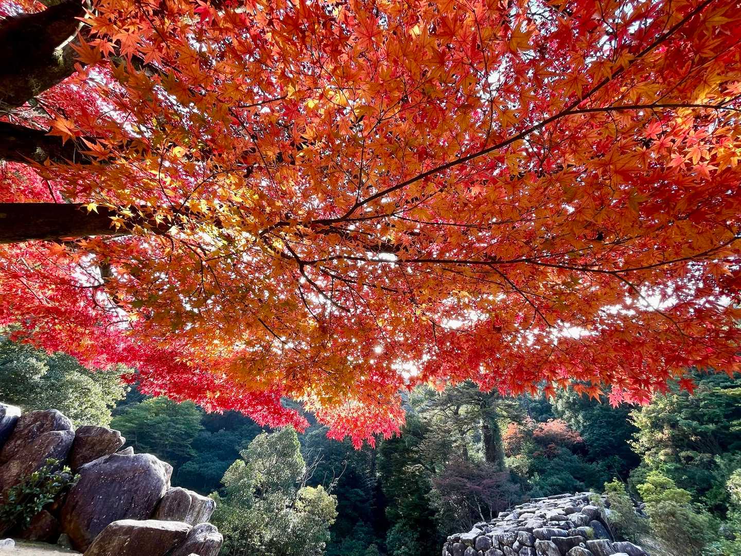 駒ヶ林-弥山 往復コースの写真