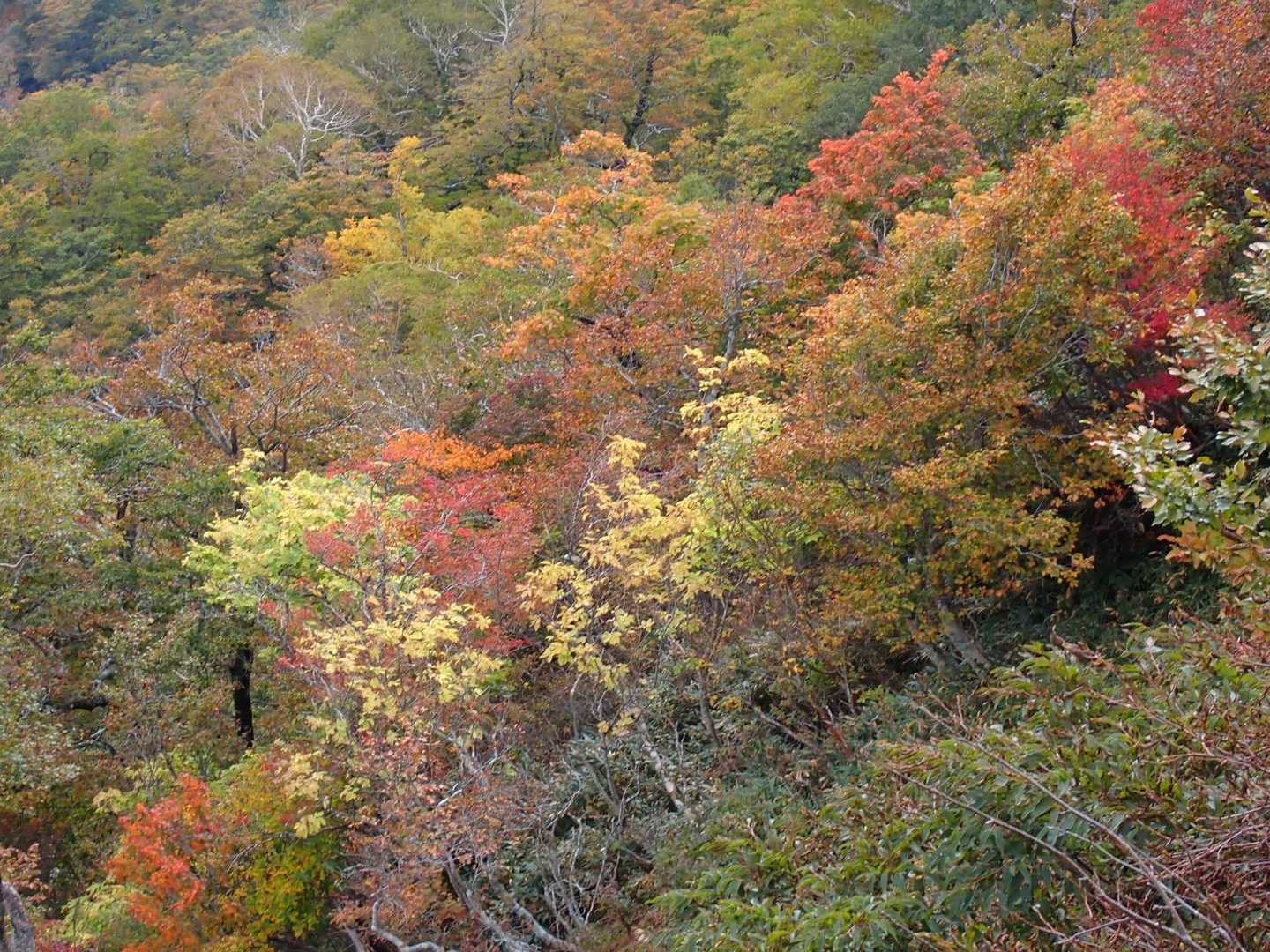 ちょっと紅葉には早かったけど部分的には綺麗(^-^)/