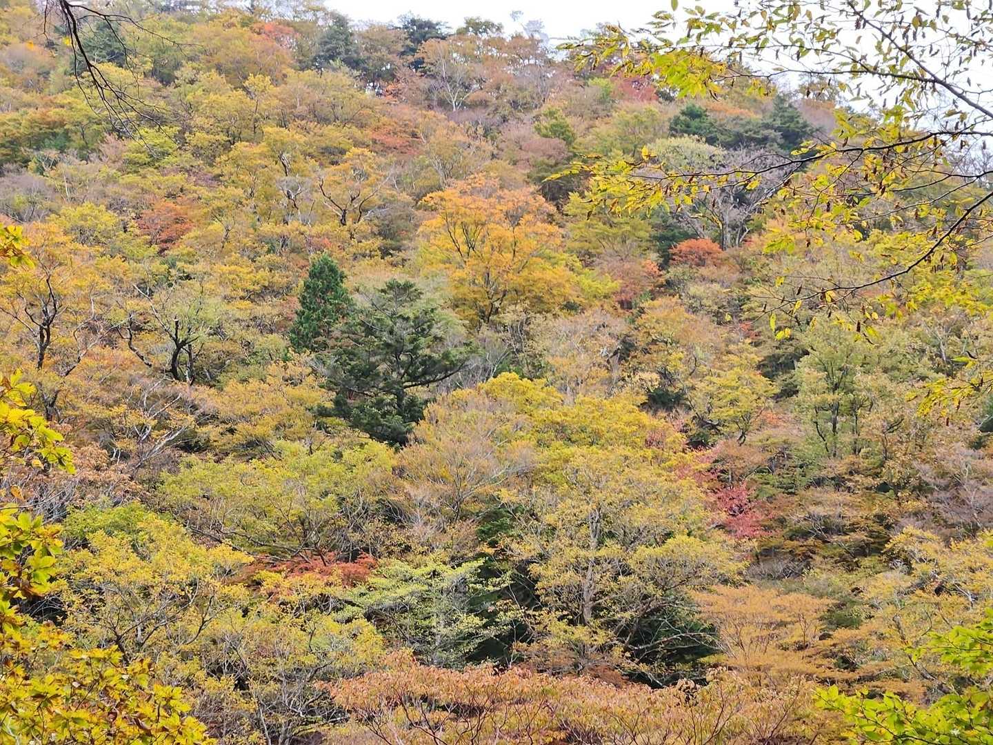八経ヶ岳 | 近畿最高峰の絶景パノラマ。苔むす原生林を抜け大峰の峰々を望むの写真