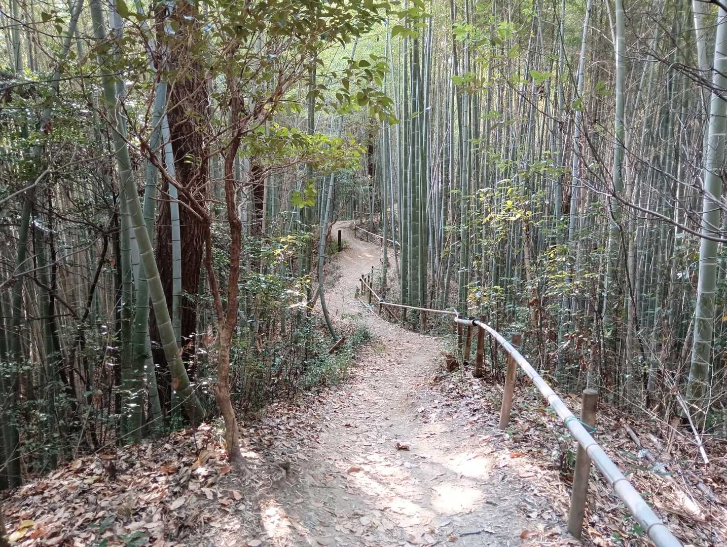 竹林を👍🚶