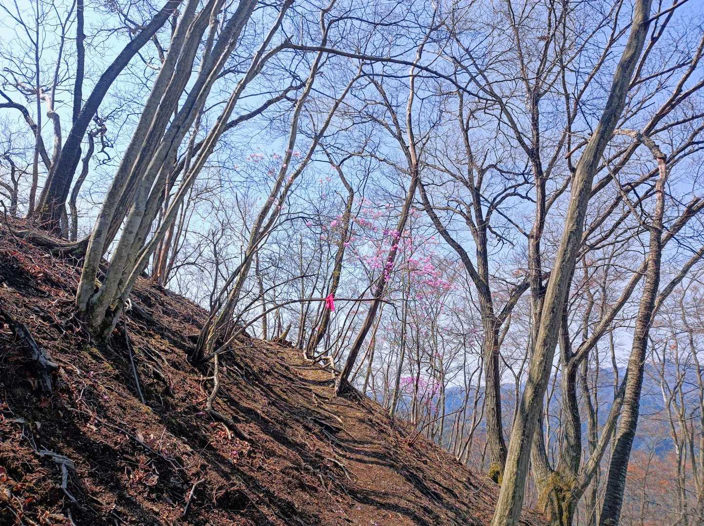 急登だけど、九十九折になっていて、ピンテ🎀も
上にくればくるほど、落ち葉も風に吹かれて、歩きやすい