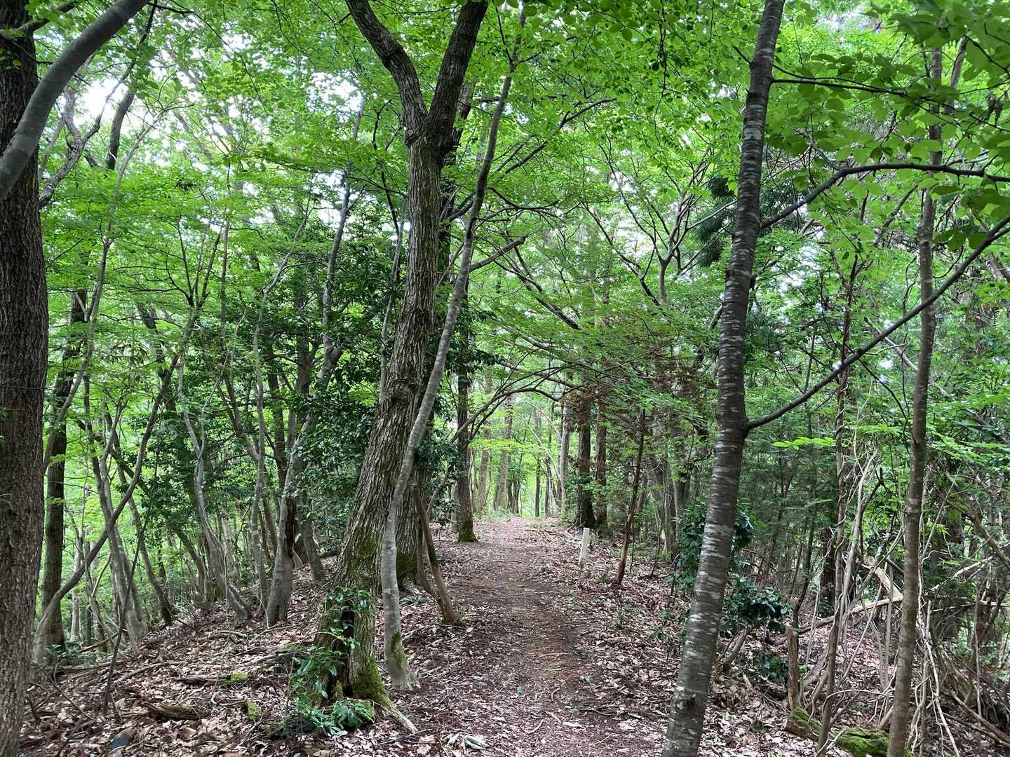 高い木々で木陰続きの尾根登り続く