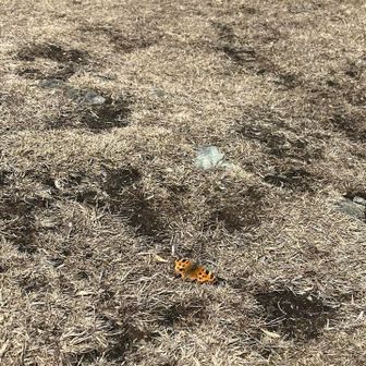 蝶々もたくさんいました。