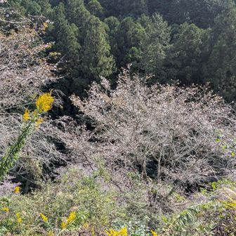 十月桜だそうです