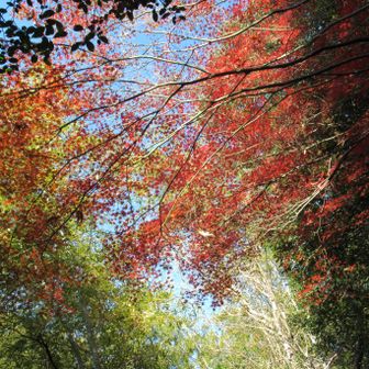 途中の紅葉