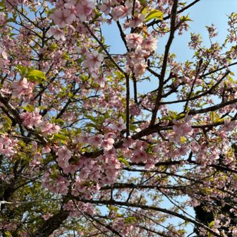 桜も満開🌸☺️