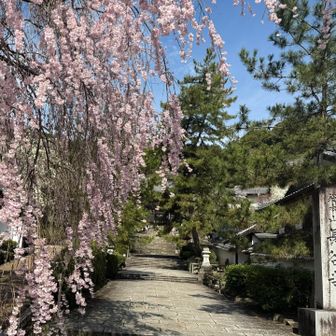 
　　　　　あさ起きると雨が降っていて
　　　　　雨の日の桜もいいかもね
　　　　　…と長谷寺を訪れました
　　　　　