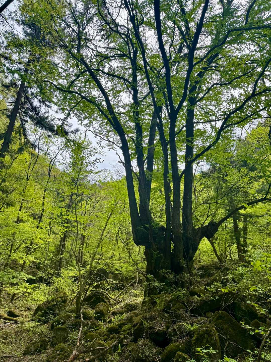 不思議は形ー🌳