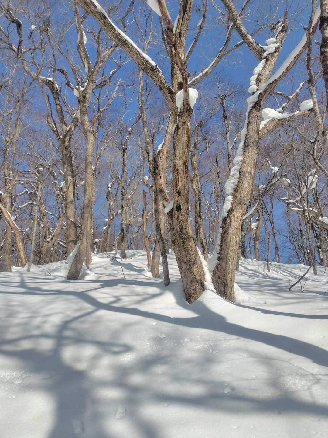 気温が上がり、樹木からの落雪が多い🌳❄️