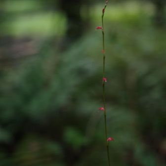 「花の谷」エリア
季節のお花が咲いていた