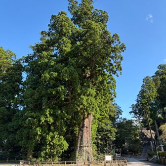 清澄の大スギ（千年杉）
結局誰にも会わなかった