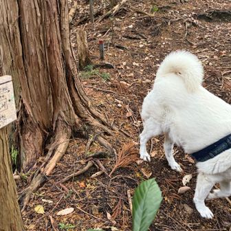 二ノ坂峠に到着
