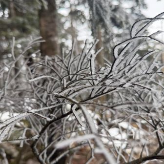 樹氷が美しい❄️