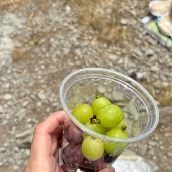 写真撮れてないけど、
nanaさんお手製のシソジュースが
疲れた身体に染み込んで美味しかったー

それとデザートに
かやきで買ったシャインマスカットと
種無し巨峰が
カップ入りで食べやすい。
そして甘〜い♪