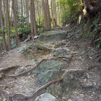 だんだんと急登となる