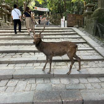 春日大社山道に雄鹿さんが待っています。
帰ります。