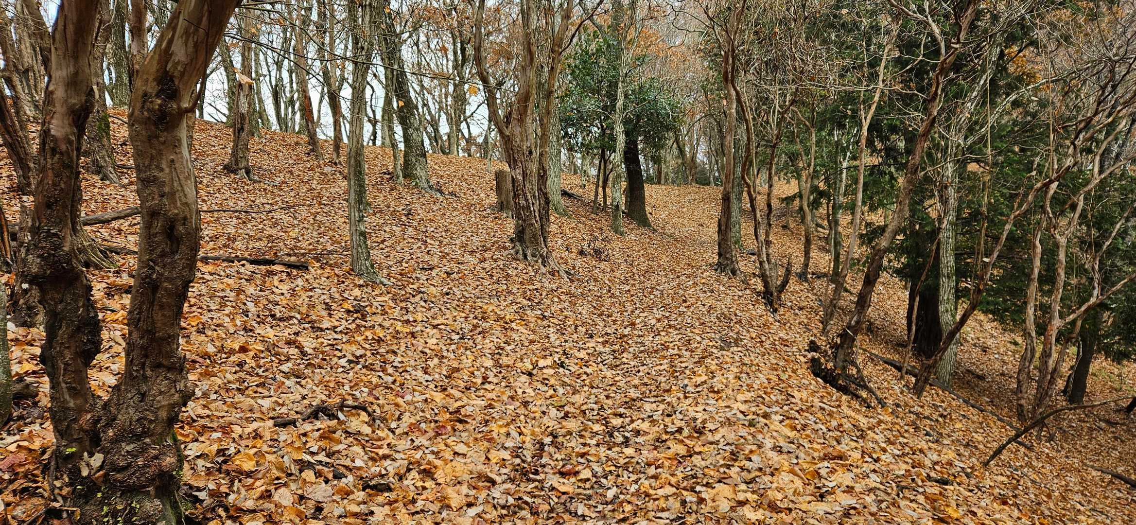 鉢伏山-明ヶ田尾山 往復コースの写真