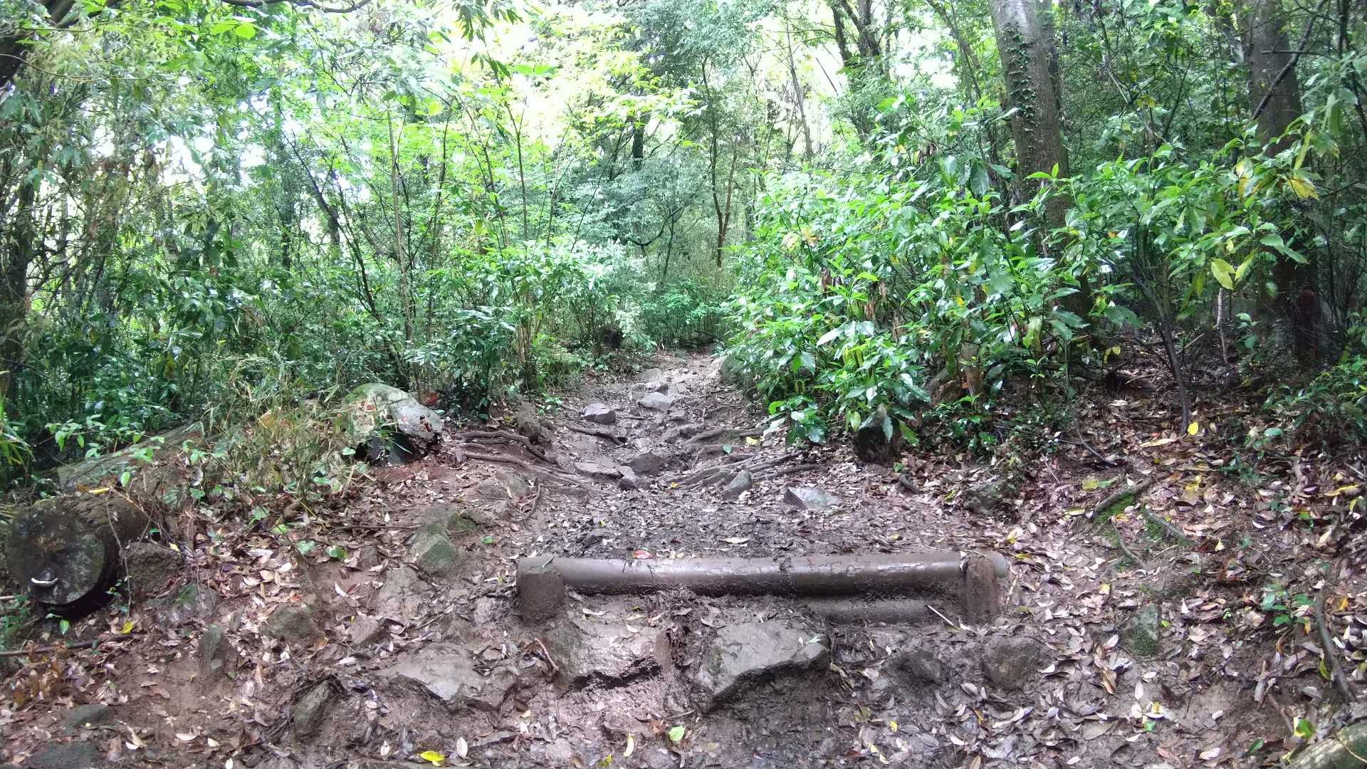 緑が濃くなりました。蒸し暑い🥵