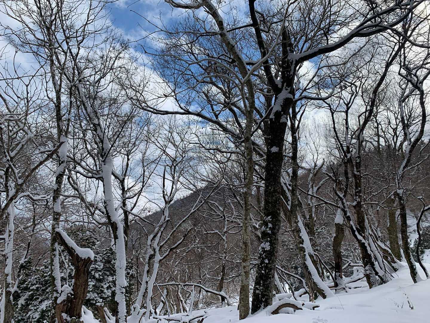 霊仙山権現山登山口-権現山 往復コースの写真