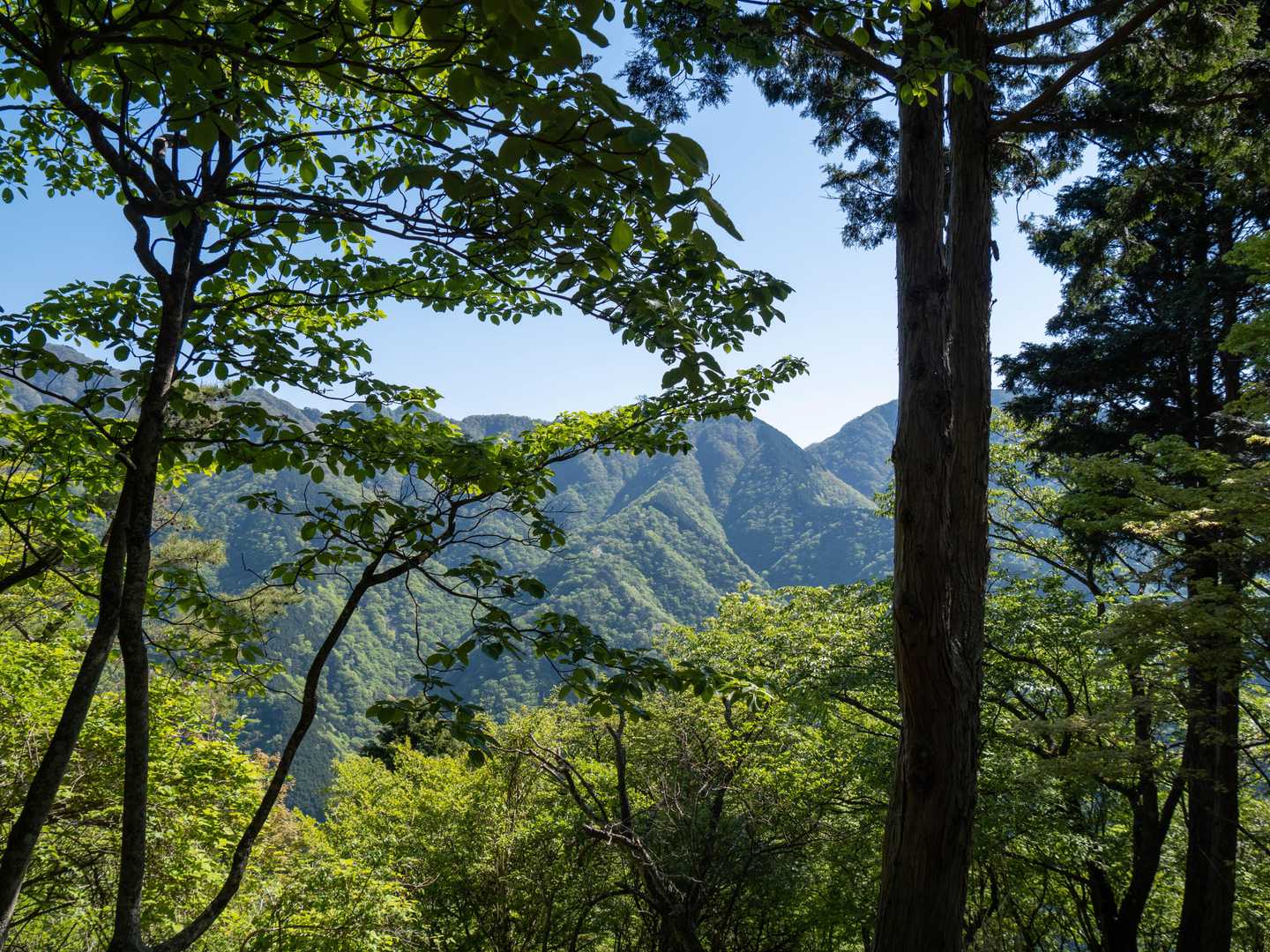 寄バス停-櫟山-栗ノ木洞-後沢乗越-鍋割山-小丸-花立ノ頭 縦走コースの写真