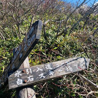 急登を登り切って分岐に到着！頑張った！