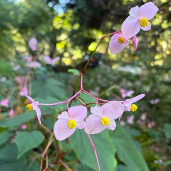 シュウカイドウ（秋海棠）の群生🌸
