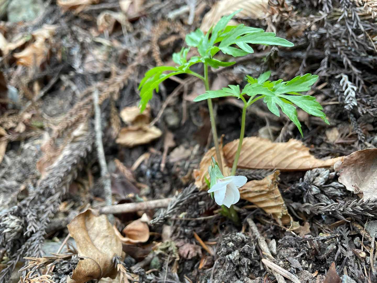 道中の草花🌸　エイザンスミレ
ここからは山野草のターン。