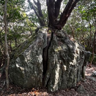 あっ、この木ね