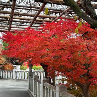 観音様と共に優しい色