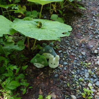 トトロ*¨*•.¸¸♬︎