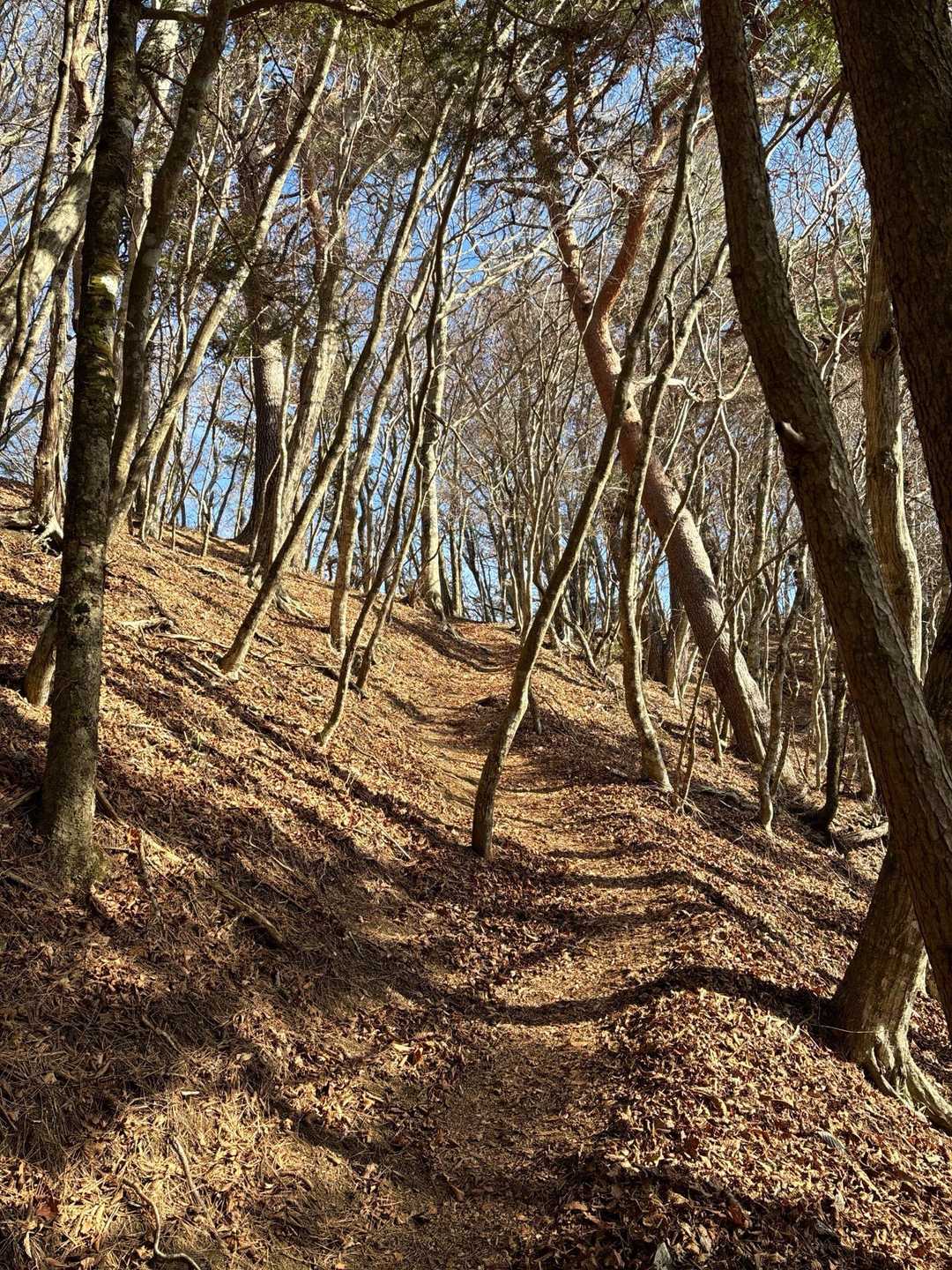 明るい雑木林　大好き道❤️