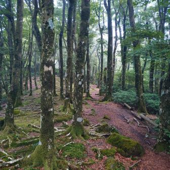 小岳、峠をつなぐコースだから道迷いの危険性は無いが万三郎岳から八丁池へ向うコースはピンテが極端に少なくなる。