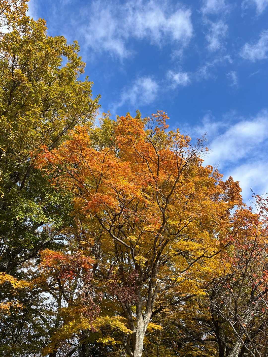 小谷山 往復コースの写真