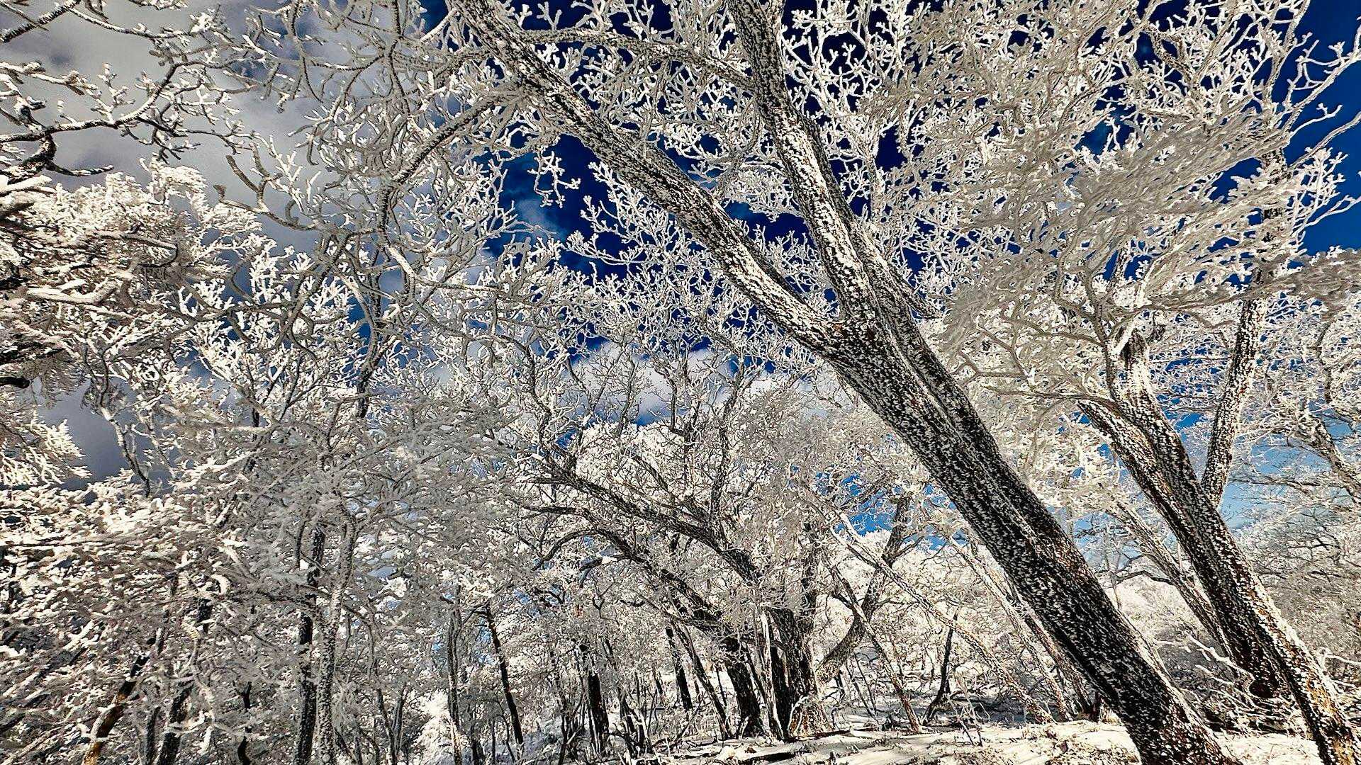 空の青が見えないほどの雪景色✨