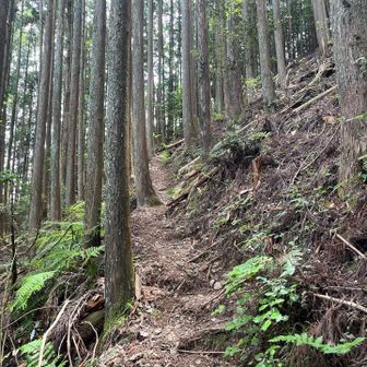 初っ端から道を見失うも、計画どおりの周回コースへ。