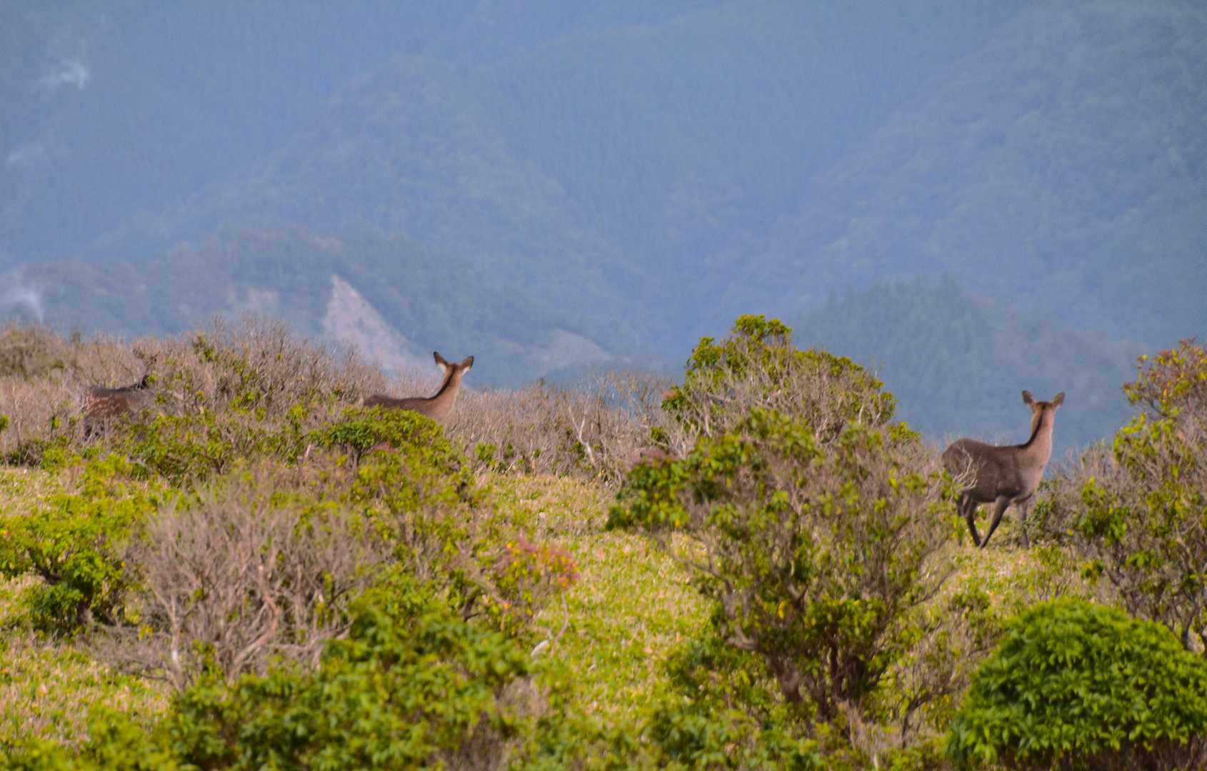 フトウガ峰にてシカたち遊ぶ