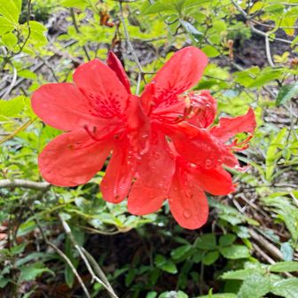 ツツジ🌺