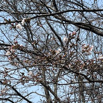駐車場の🌸　はまだまだ