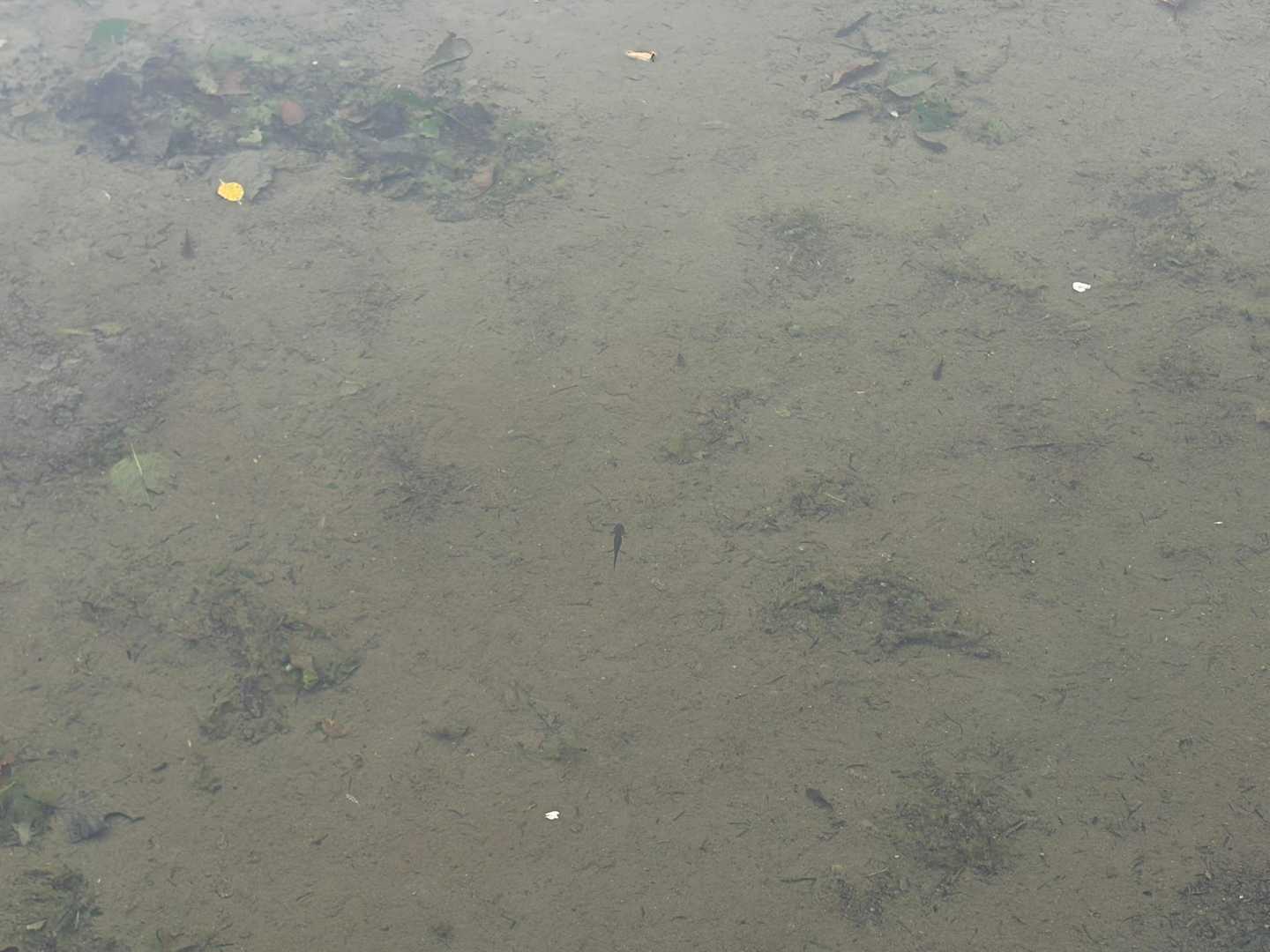 山椒魚がたくさん