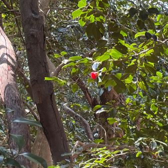 椿の花を一輪見つけました