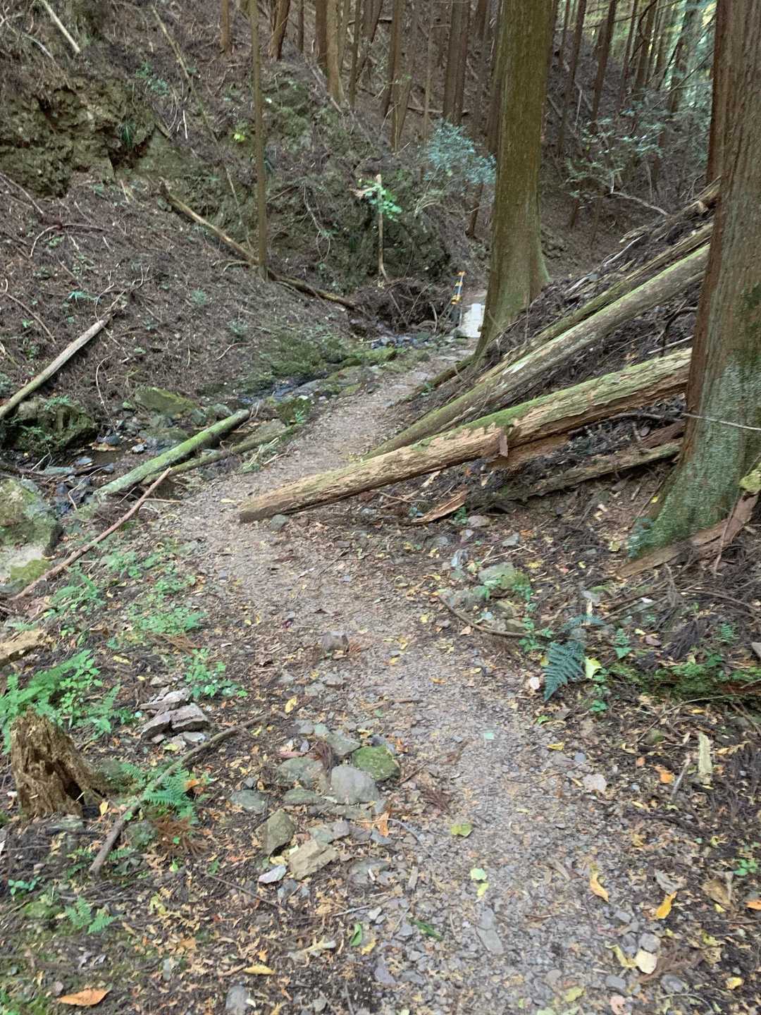 踏み後は一応あるみたい。コースを微妙に外しながら下山する。