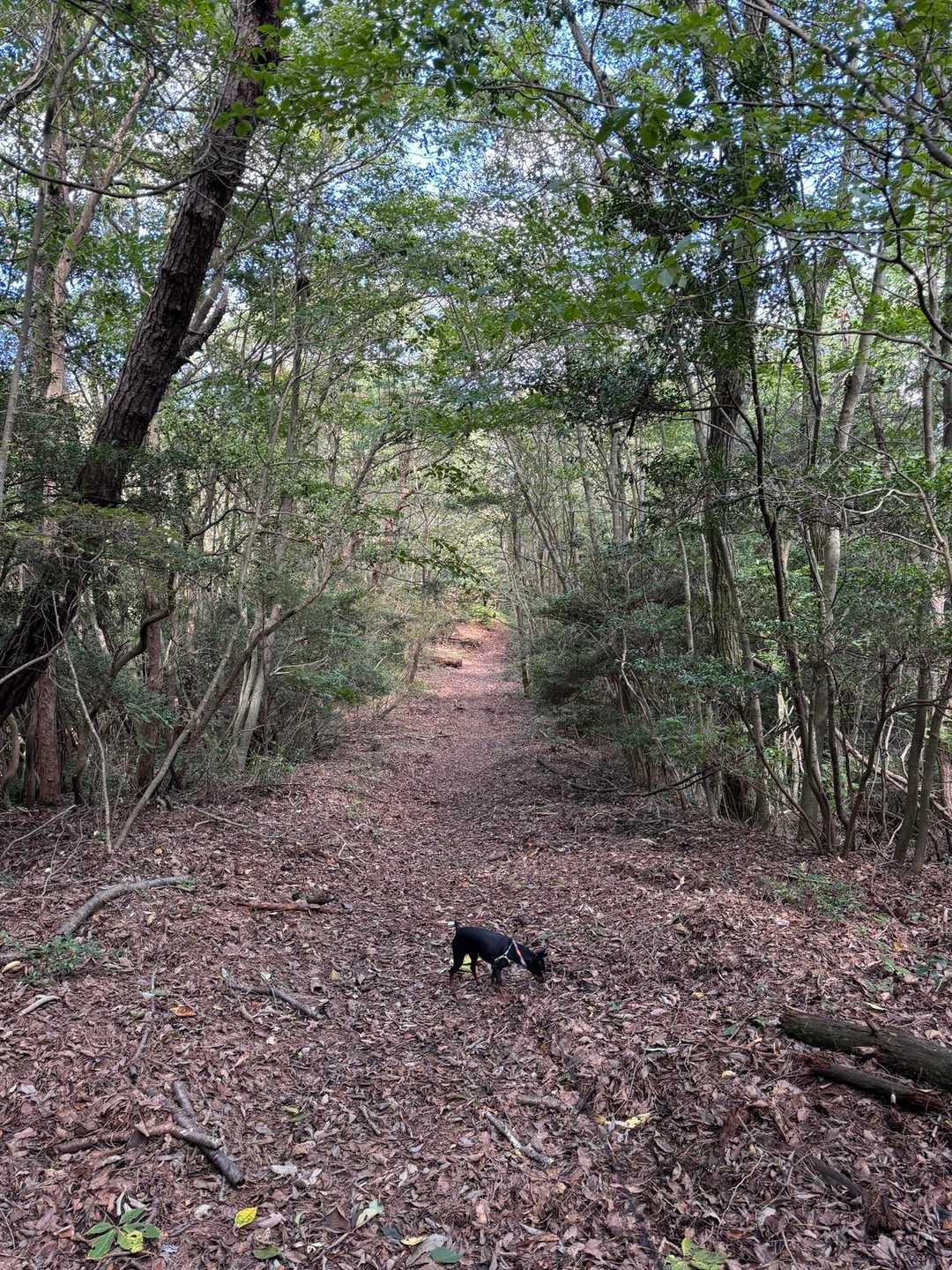 下山、気持ちの良い尾根道です。