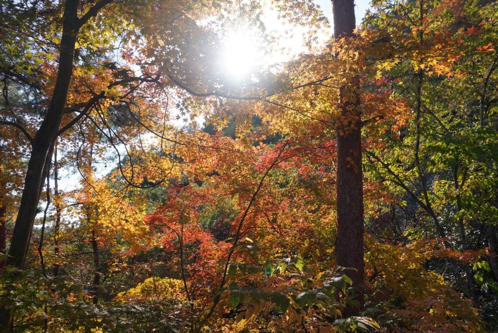 下山道も紅葉すてきーー🍁✨
