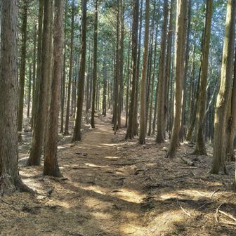 明王峠手前のこの道の雰囲気が何となく自分は好き